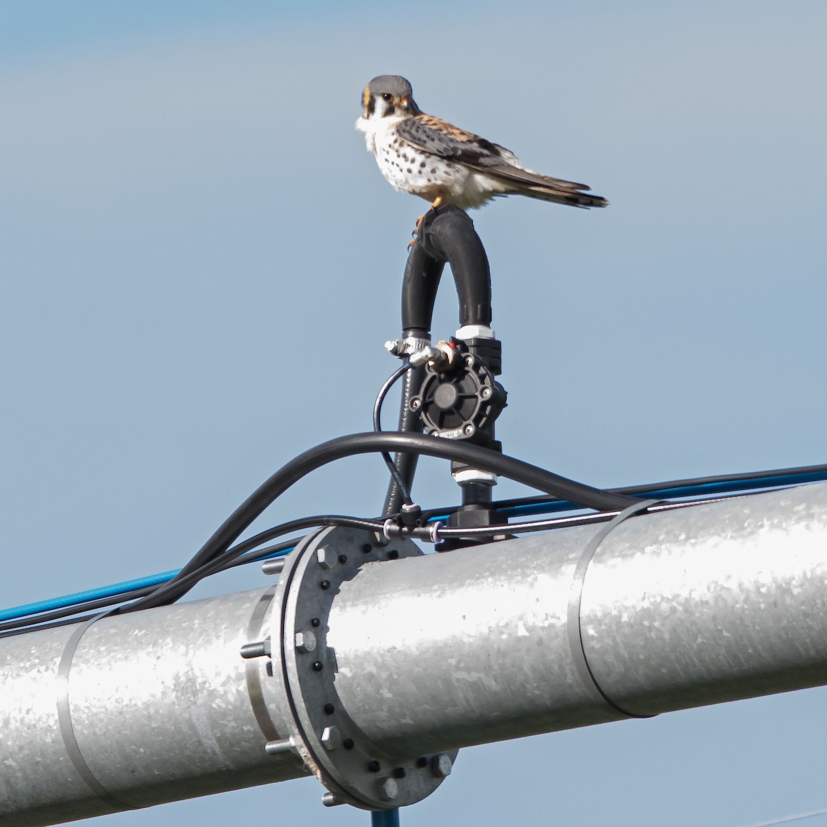 American Kestrel - ML617731238