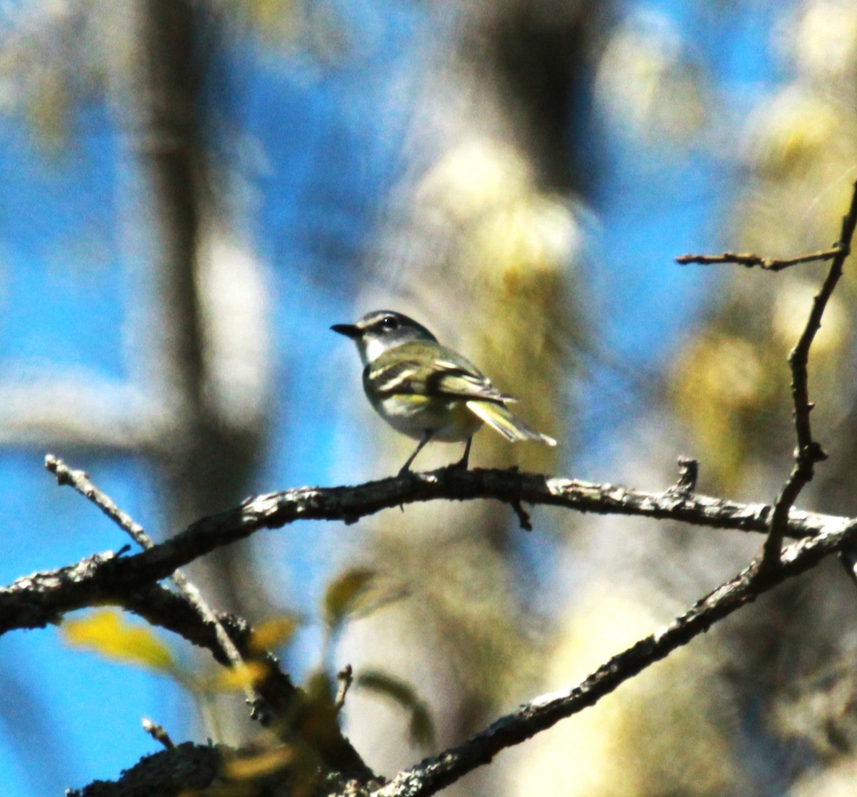 Mavi Başlı Vireo - ML617731267