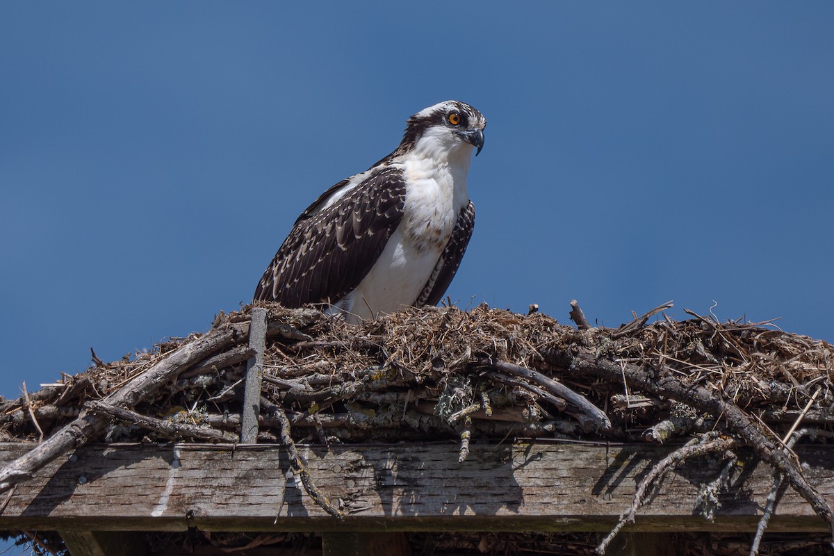 Osprey - Grace Oliver