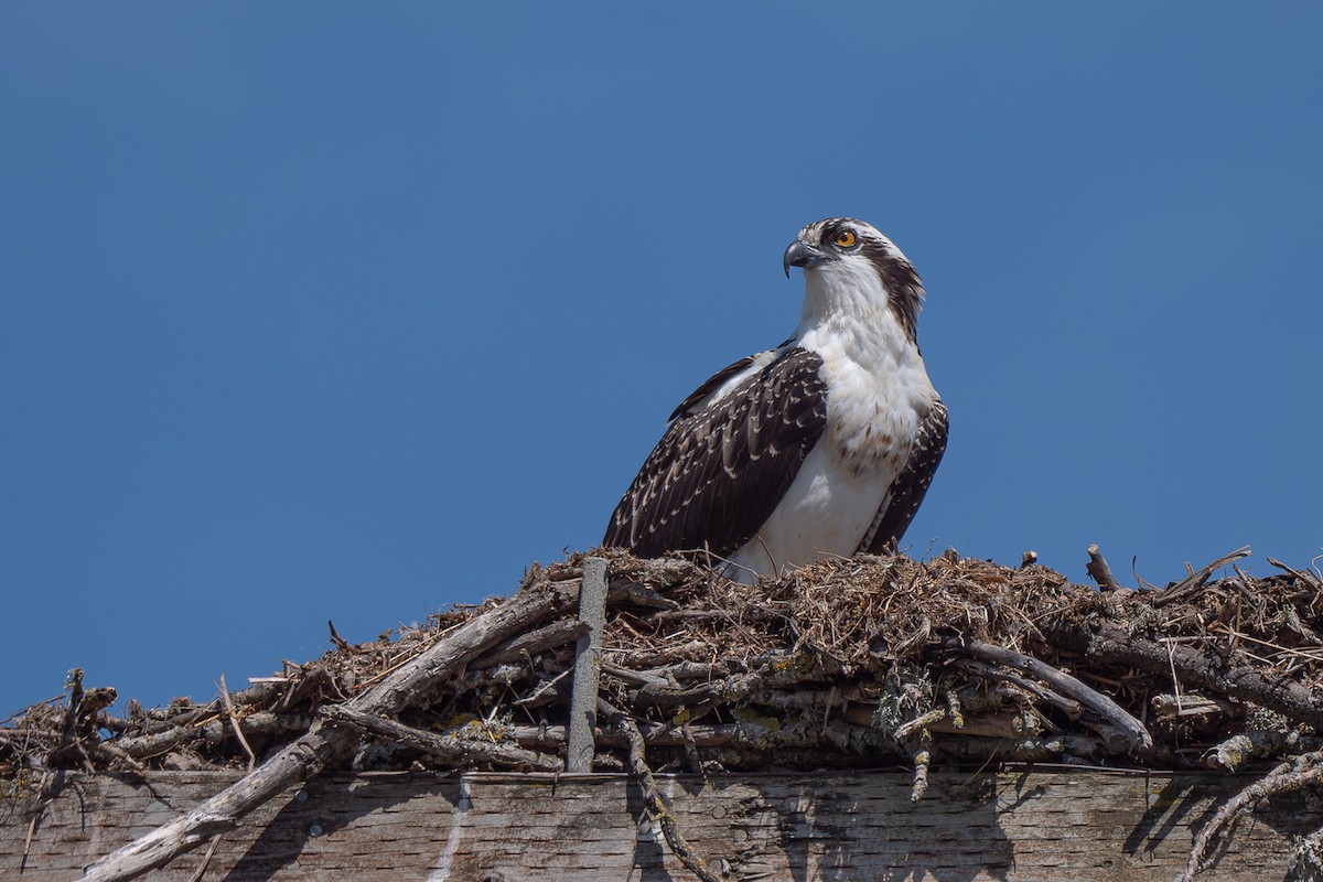 Osprey - Grace Oliver