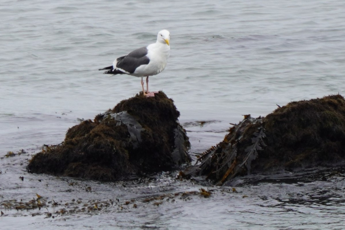 Western Gull - ML617731286