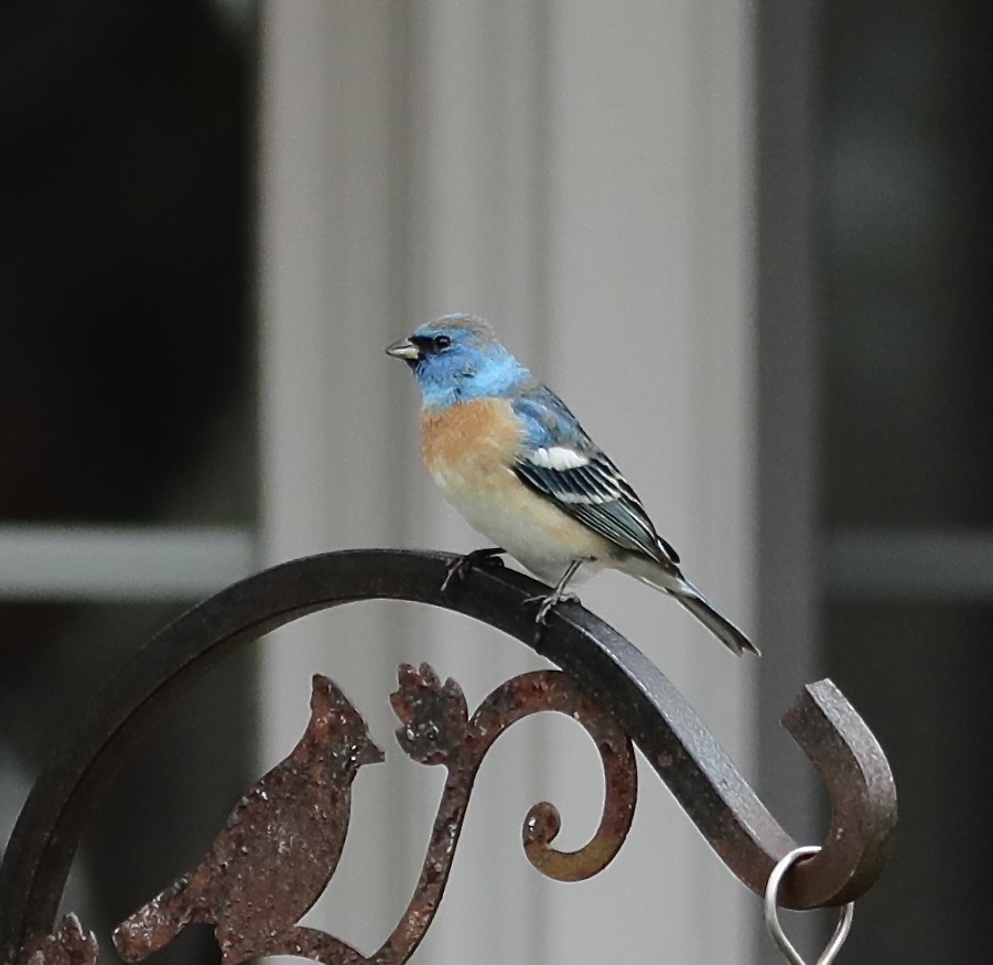 Lazuli Bunting - Ken Feustel