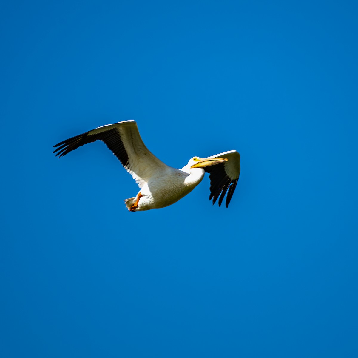 American White Pelican - ML617731292