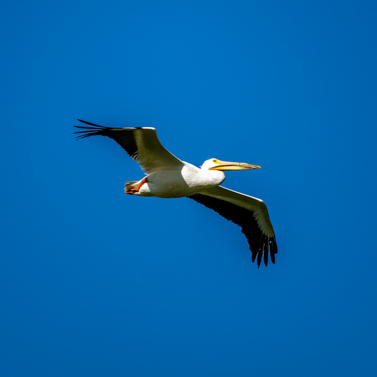 American White Pelican - ML617731293