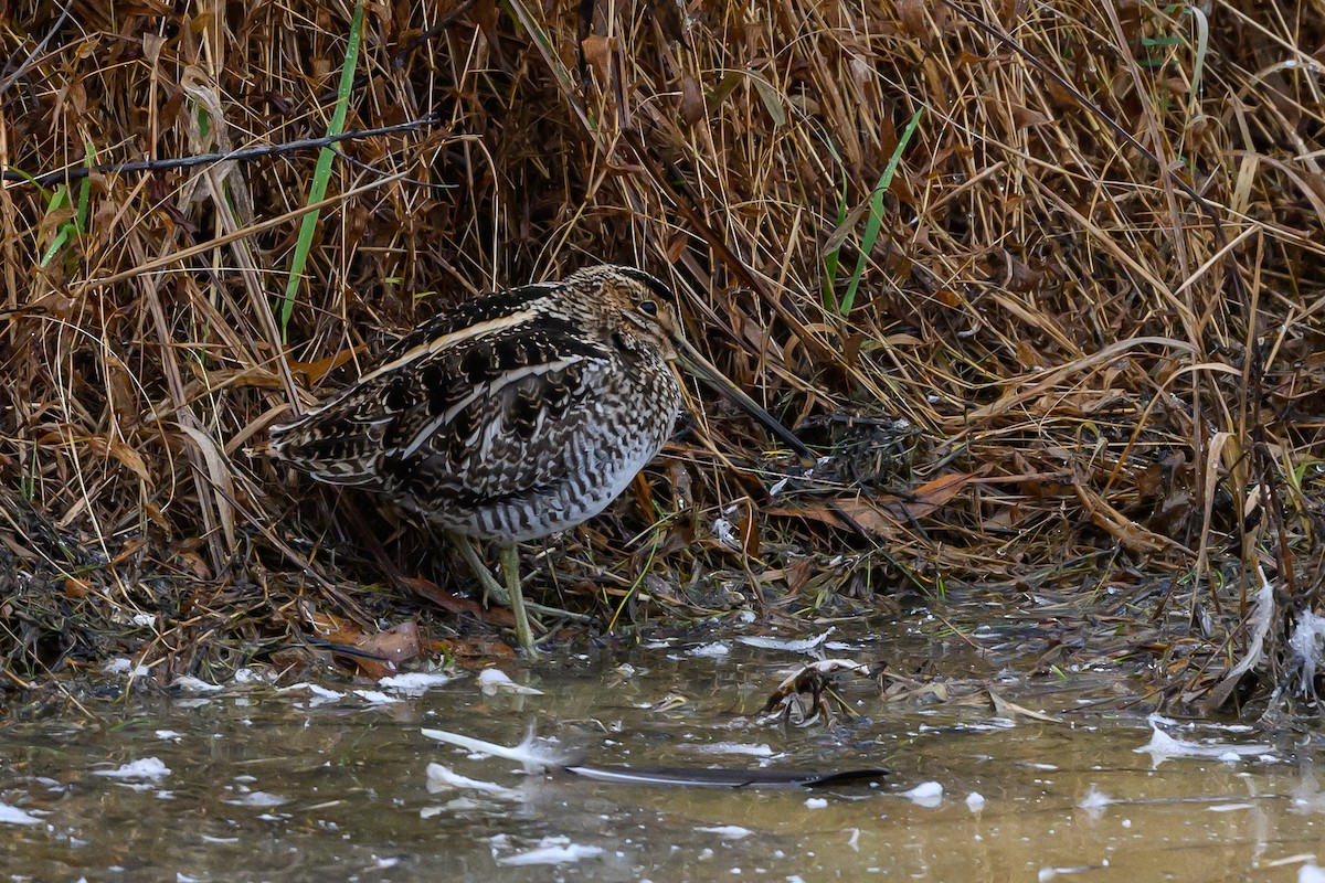 Wilson's Snipe - ML617731315