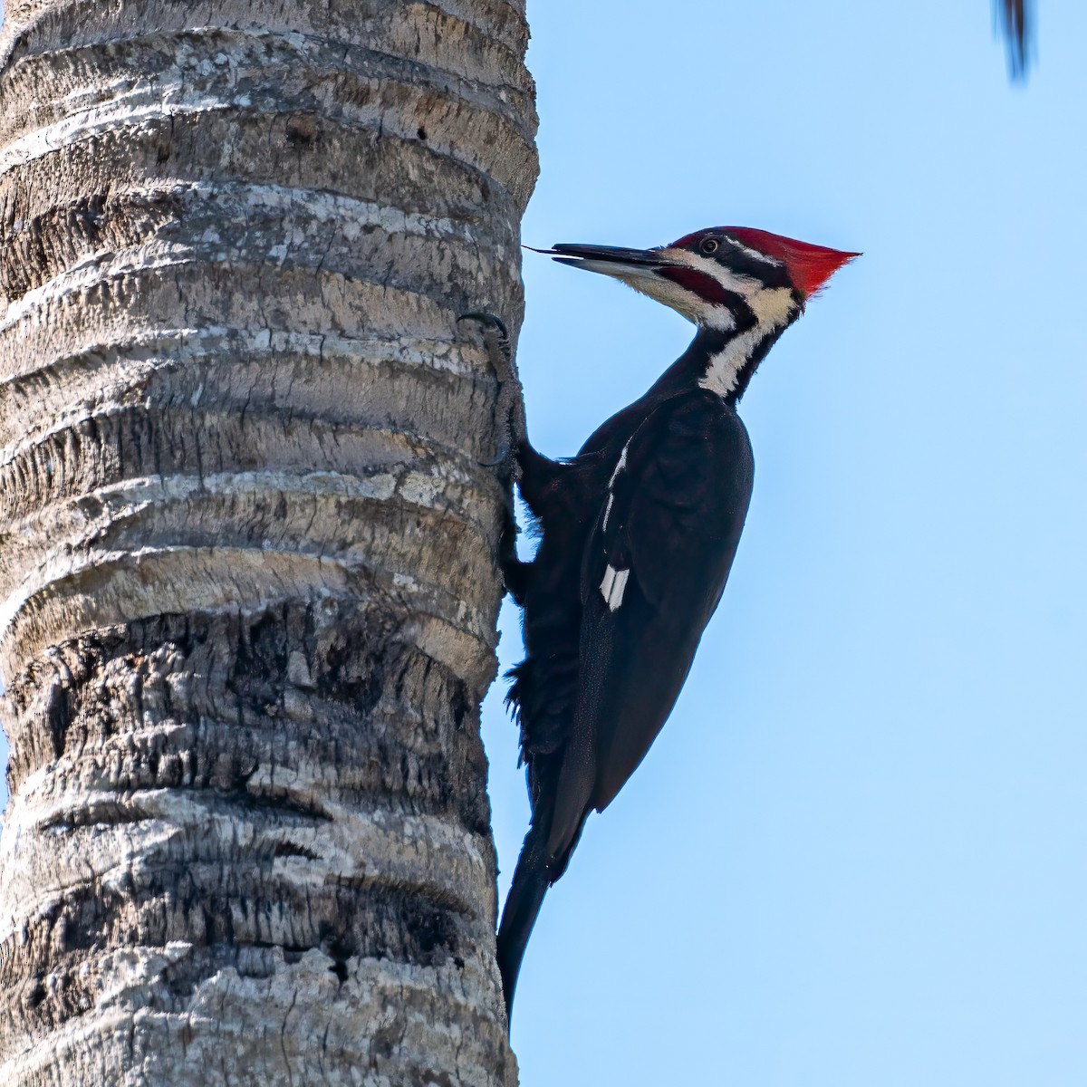 Pileated Woodpecker - ML617731316