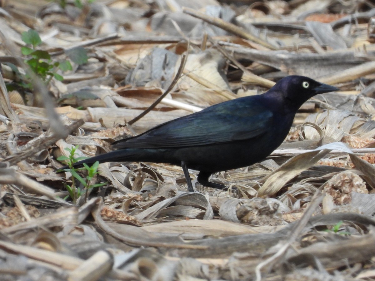 Brewer's Blackbird - ML617731374