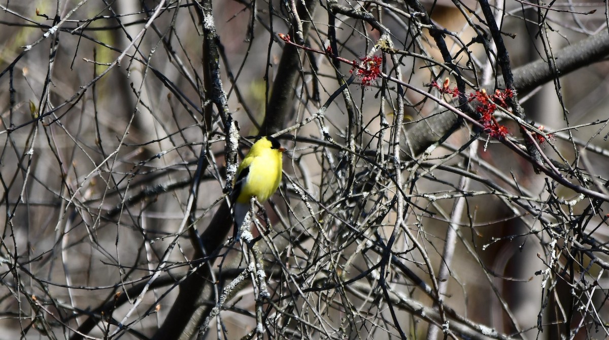 Chardonneret jaune - ML617731405