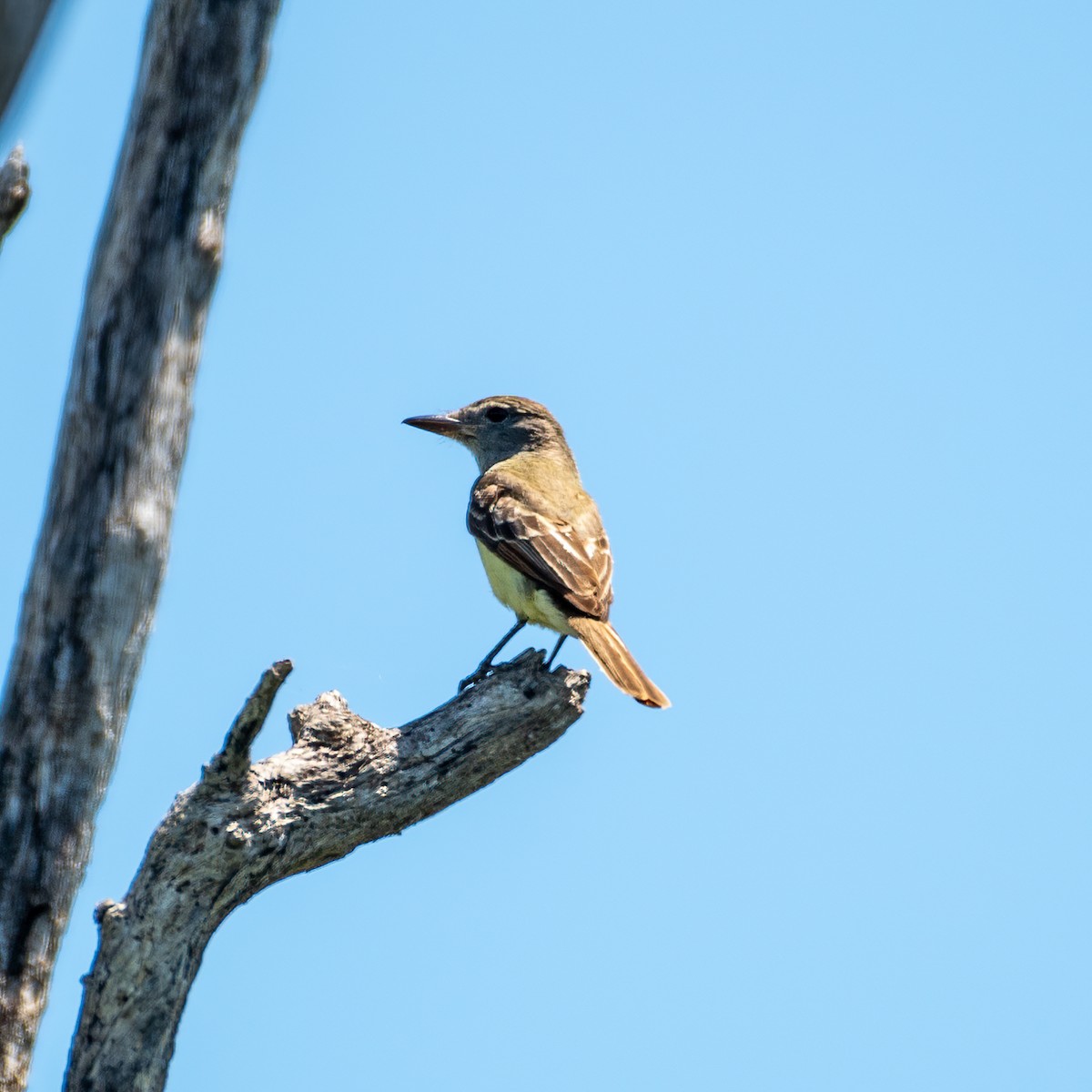 Great Crested Flycatcher - Alex G.