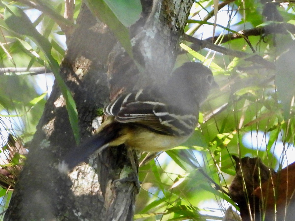 Black-backed Antshrike - Jeanette Frazier