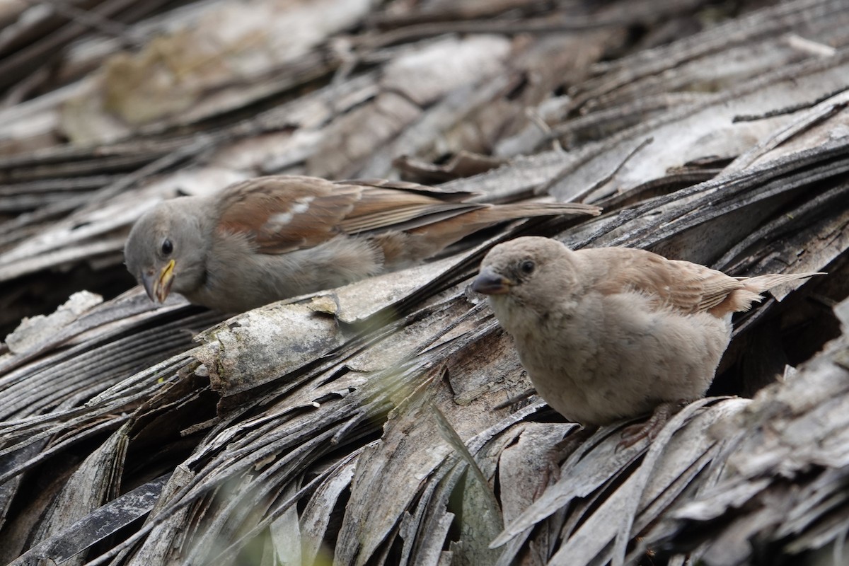 Swahili Sparrow - ML617731505