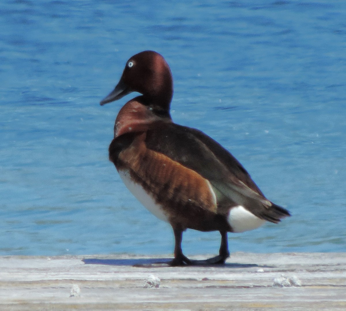 Ferruginous Duck - ML617731508