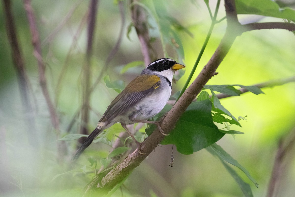 Moss-backed Sparrow - ML617731534