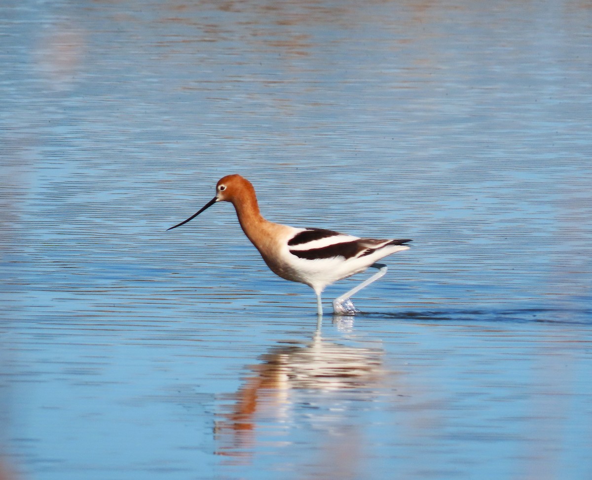 Avoceta Americana - ML617731537