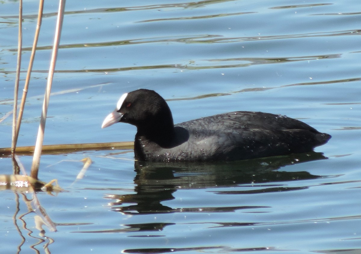 Eurasian Coot - ML617731539