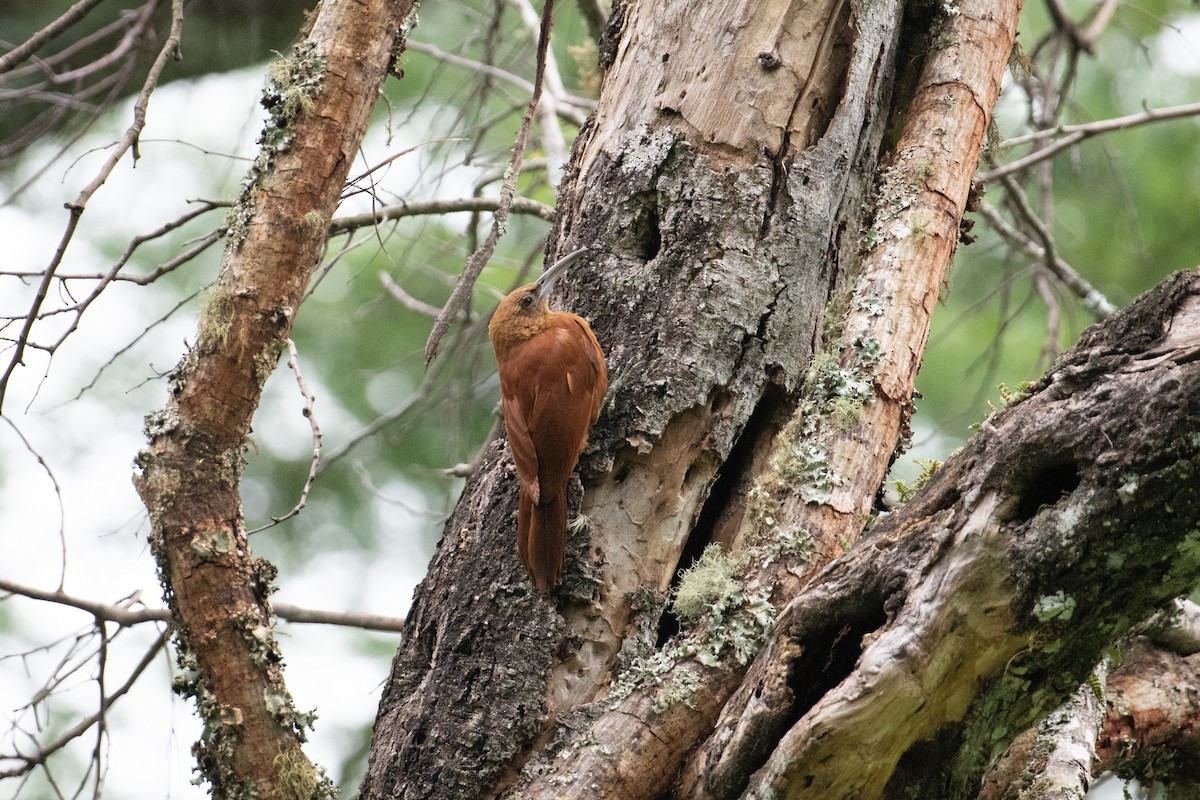 Great Rufous Woodcreeper - John C. Mittermeier