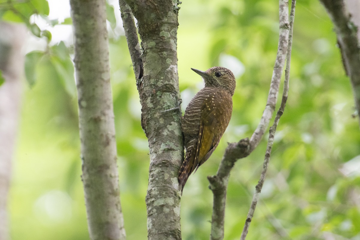 Carpintero de las Yungas - ML617731543