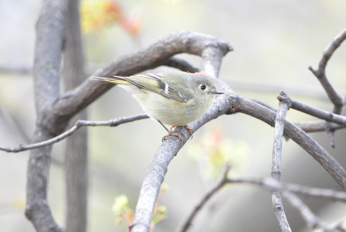 Ruby-crowned Kinglet - ML617731549