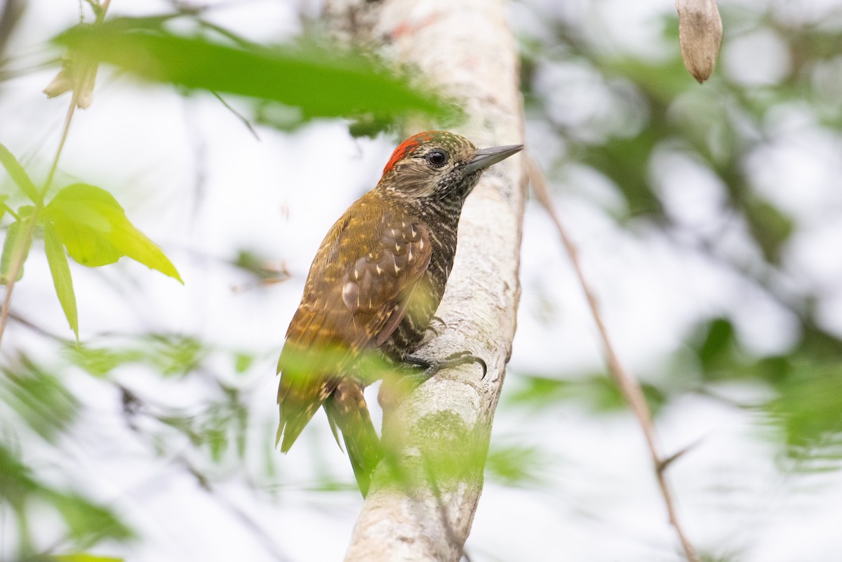 Dot-fronted Woodpecker - ML617731566