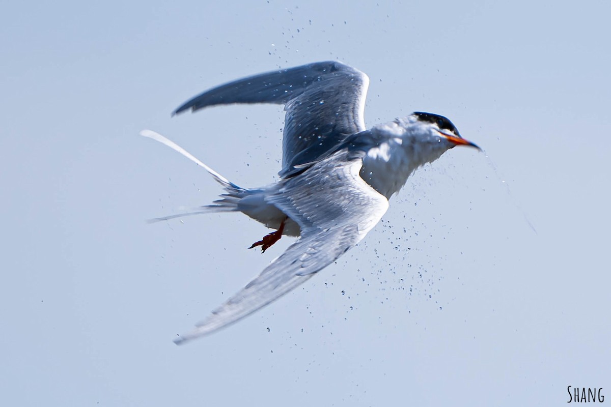 Forster's Tern - ML617731586