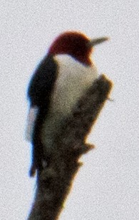 Red-headed Woodpecker - ML617731587