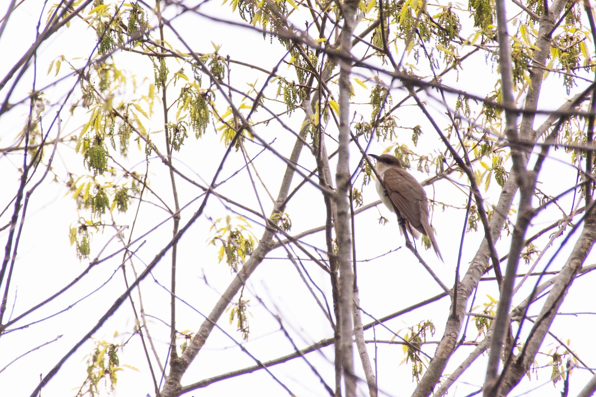 Black-billed Cuckoo - Eaton Ekarintaragun