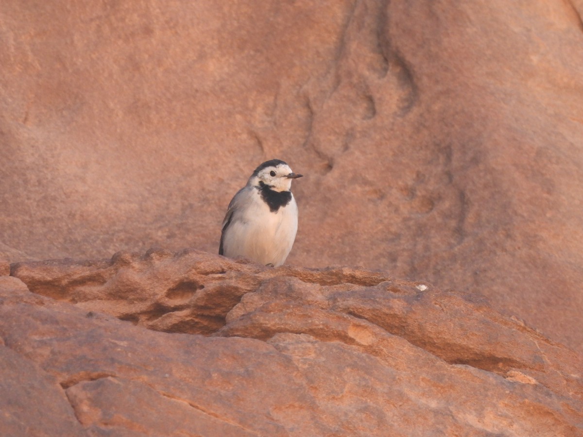 White Wagtail - ML617731643