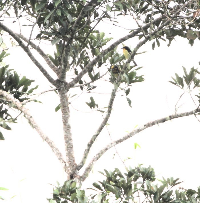 Gilded Barbet - ML617731646