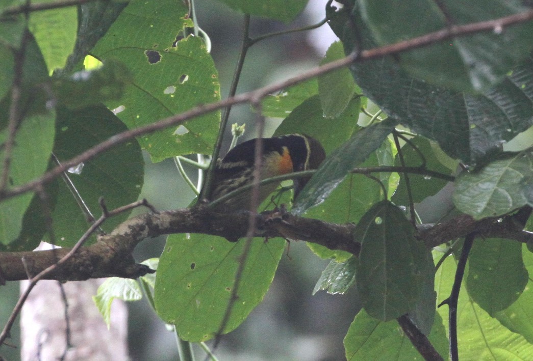 Gilded Barbet - ML617731663