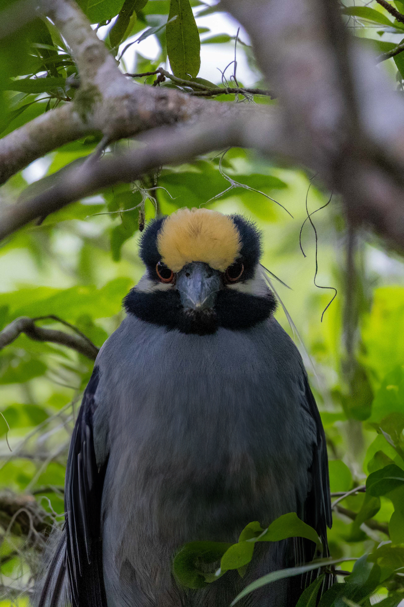 Yellow-crowned Night Heron - ML617731664