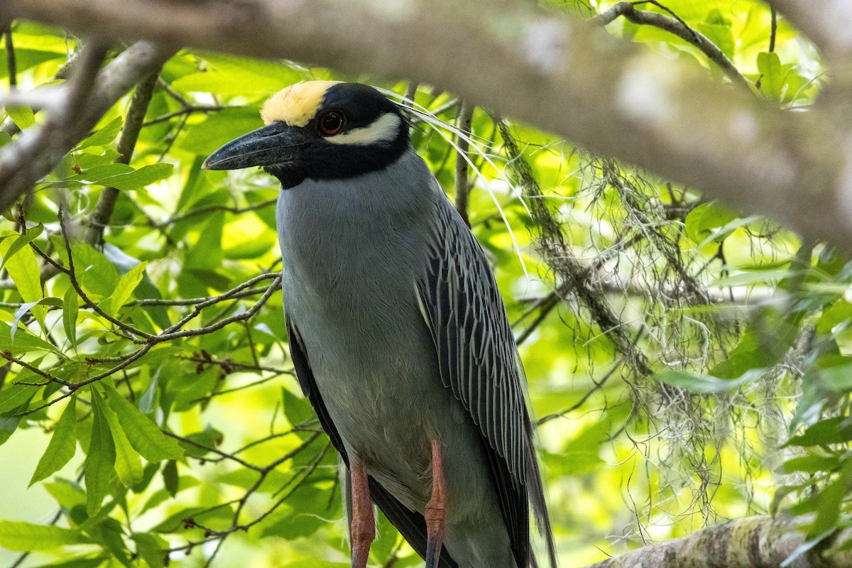 Yellow-crowned Night Heron - ML617731670