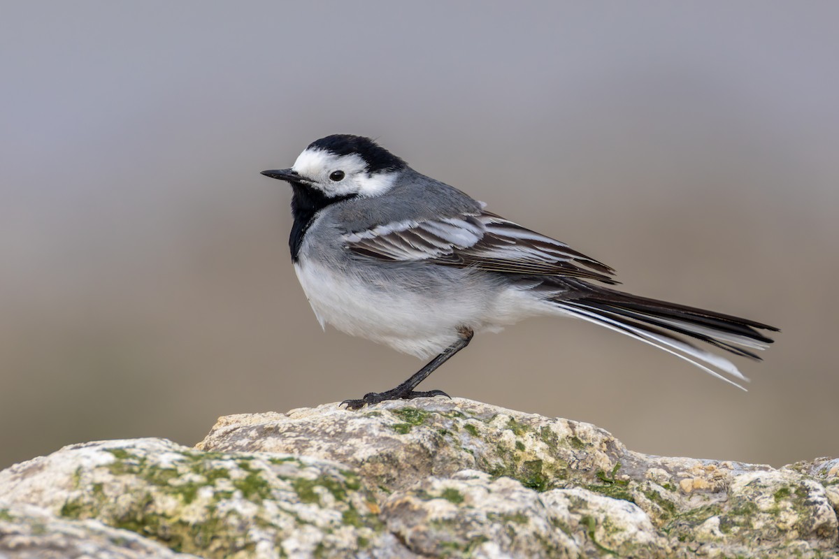 White Wagtail (White-faced) - Alexis Lours