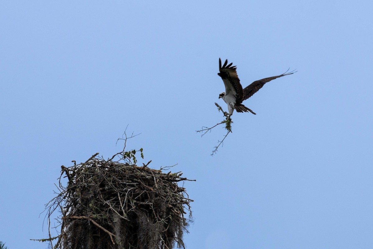 Osprey (carolinensis) - ML617731697