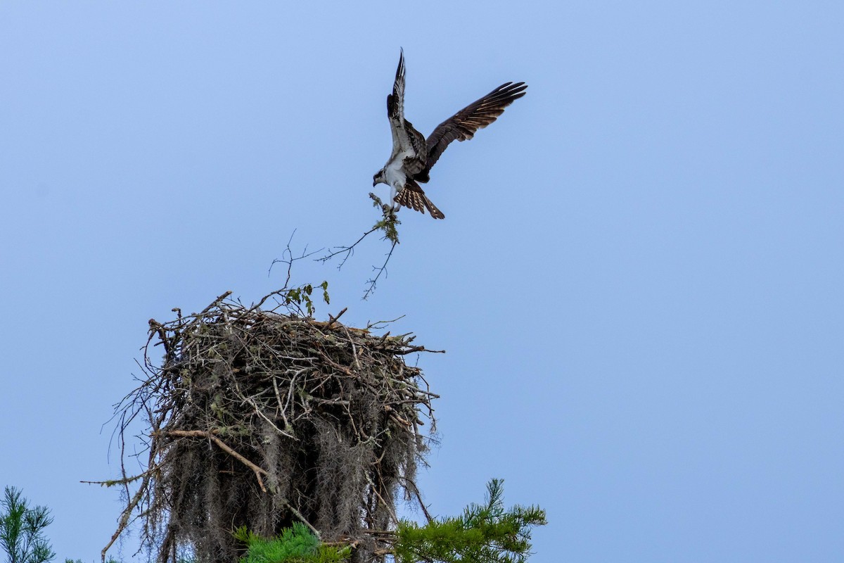 Osprey (carolinensis) - ML617731698