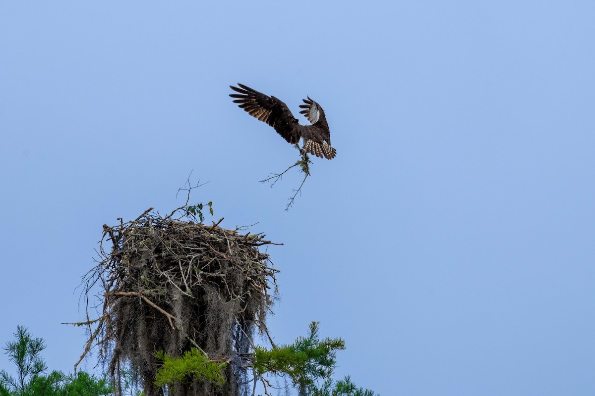 Osprey (carolinensis) - ML617731699