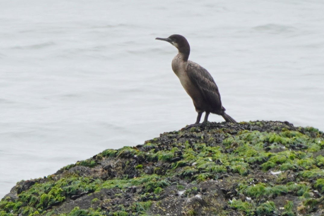 Brandt's Cormorant - ML617731708