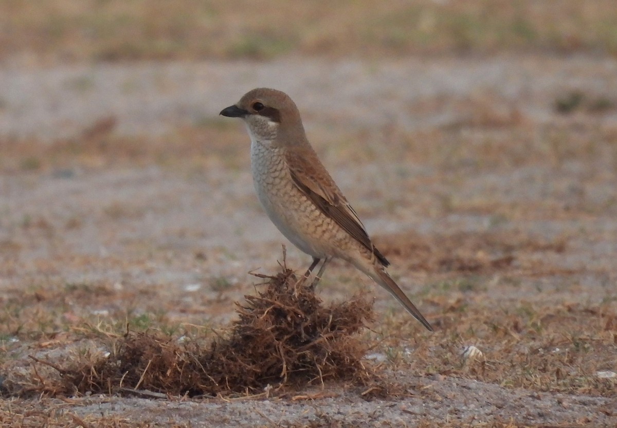 Isabelline Shrike (Daurian) - ML617731716