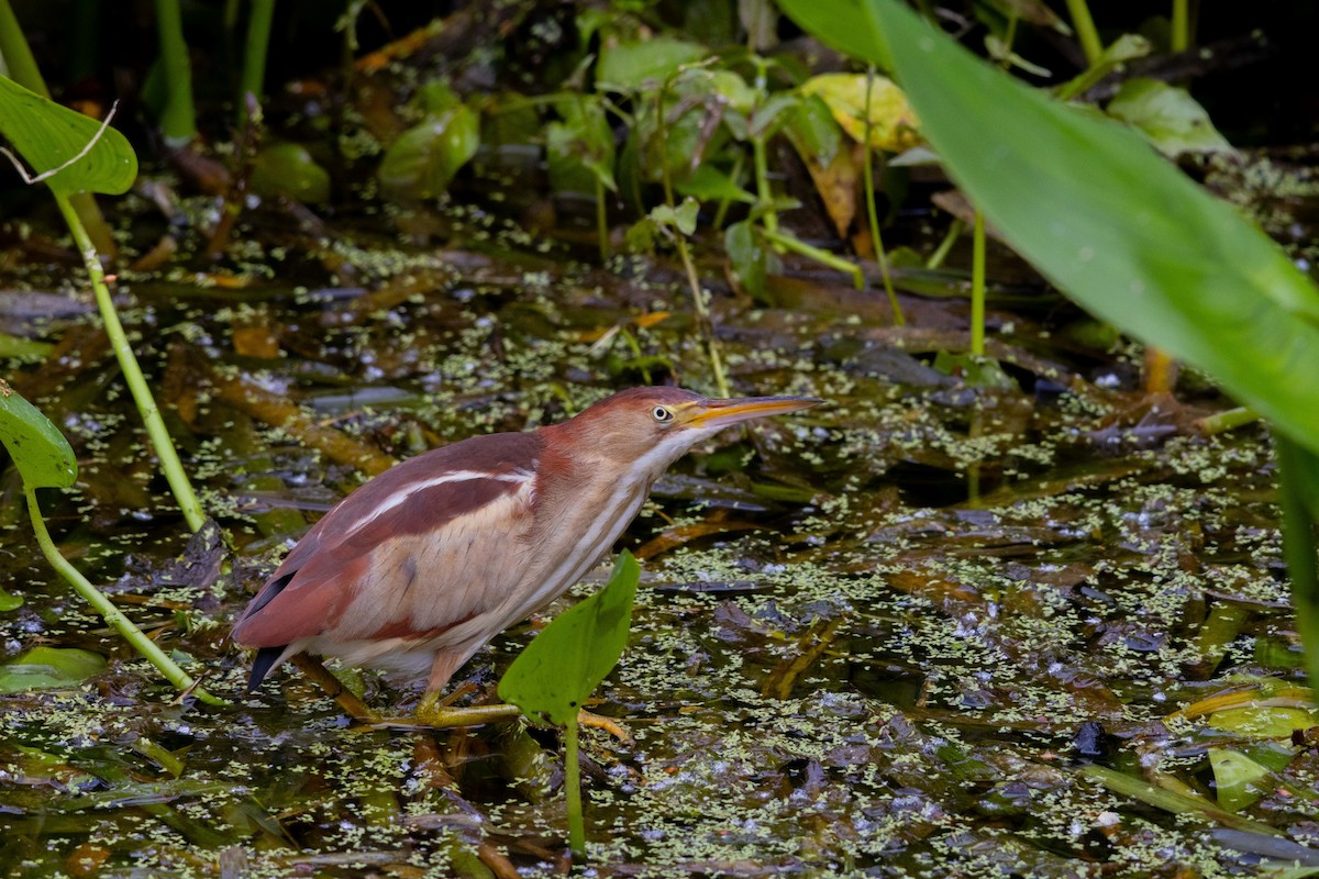 Least Bittern - ML617731733