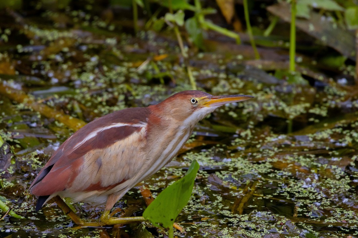 Least Bittern - ML617731740