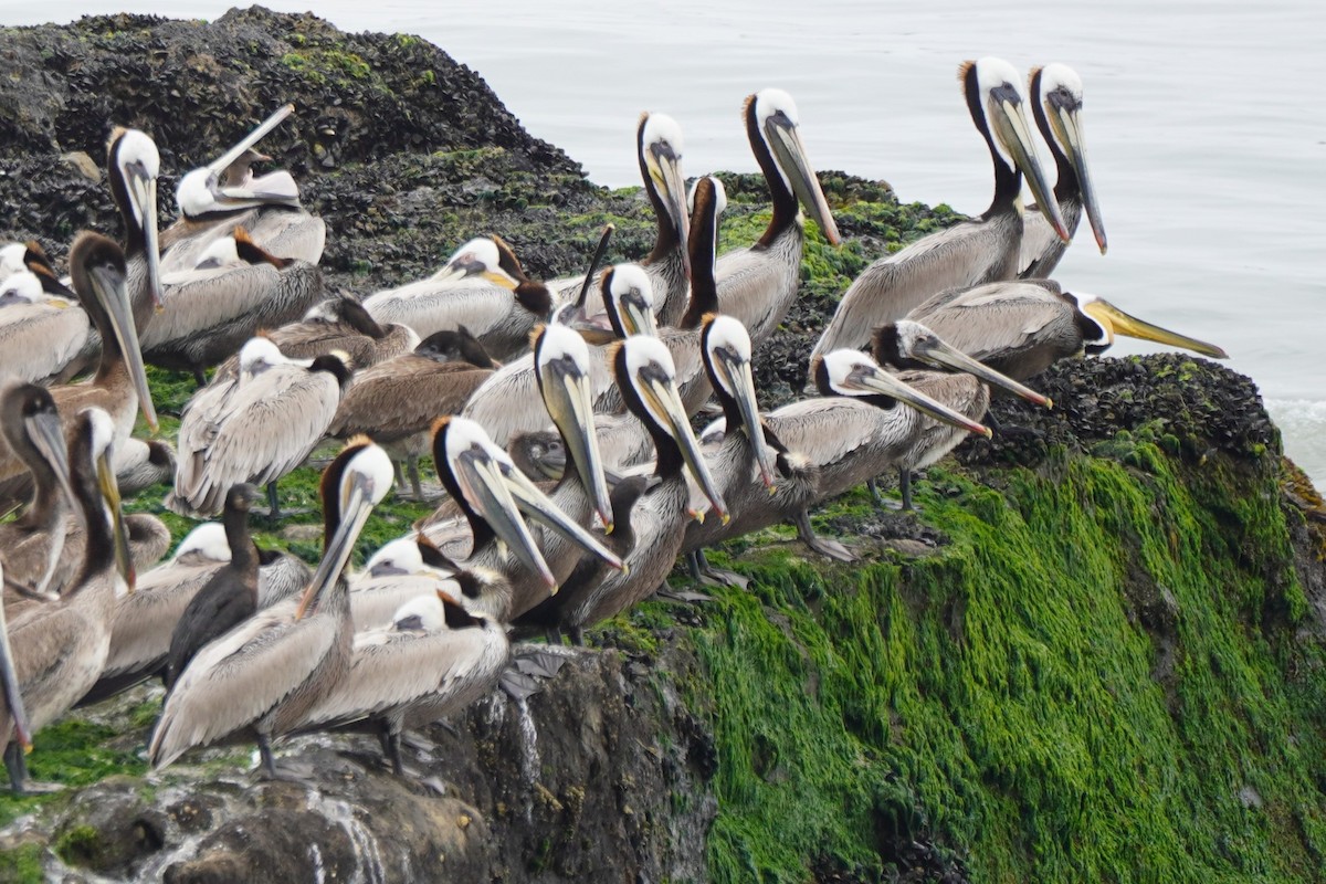 Brown Pelican - ML617731741