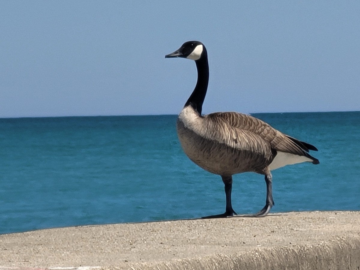 Canada Goose - ML617731743