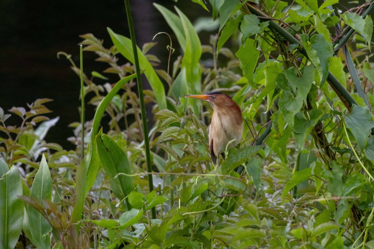 Least Bittern - ML617731746