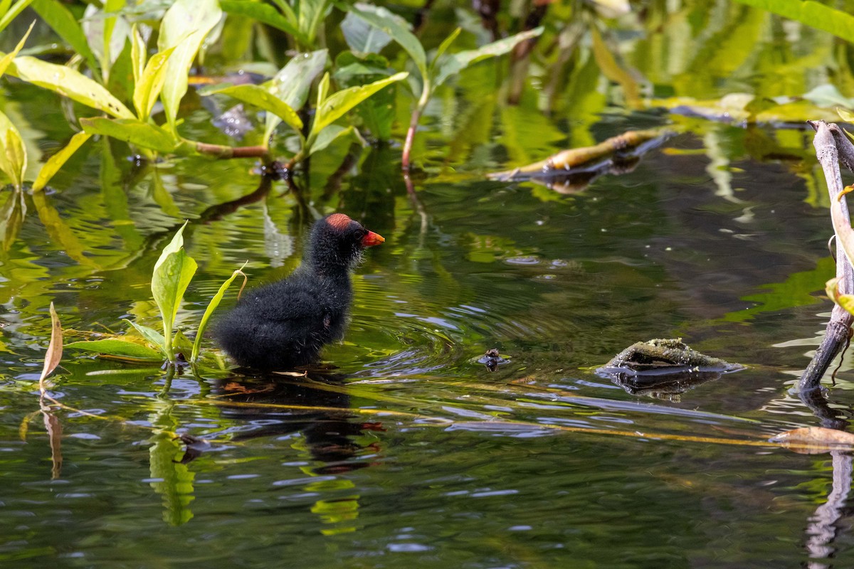 Common Gallinule - Lucas Pittman