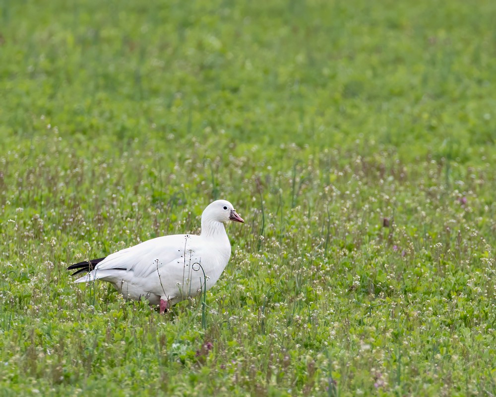 Ross's Goose - ML617731759