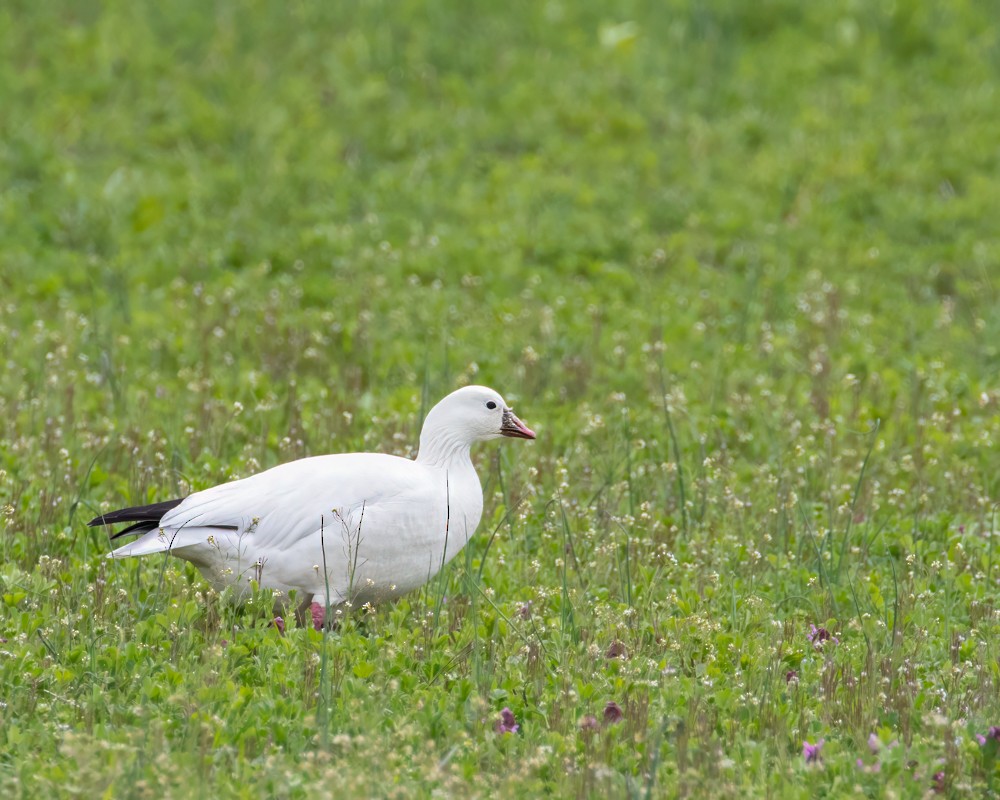 Ross's Goose - ML617731760