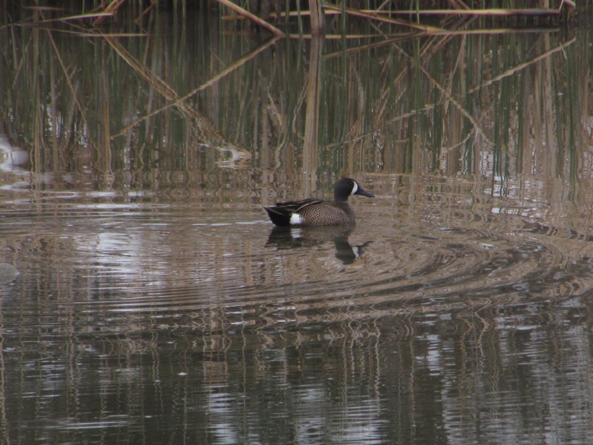 Blue-winged Teal - ML617731771