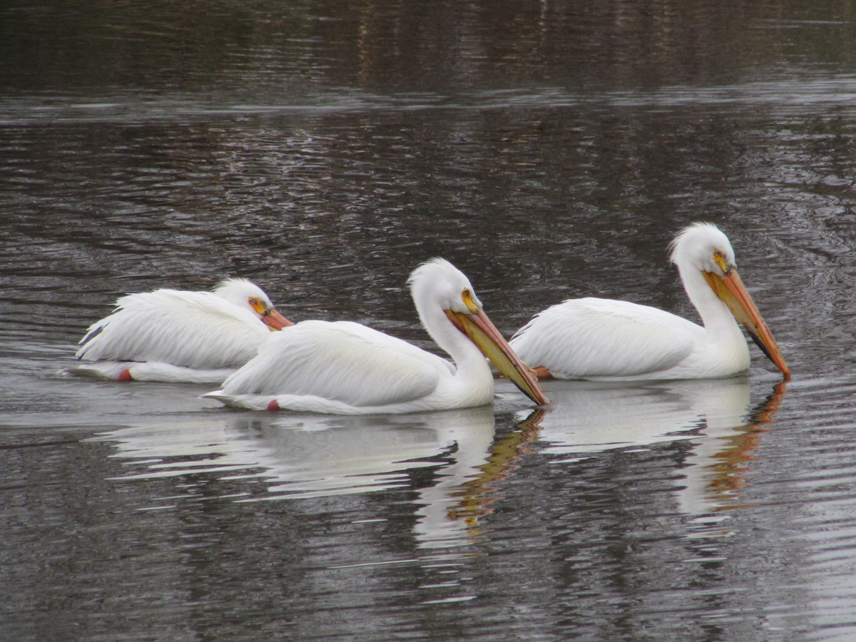 American White Pelican - ML617731780