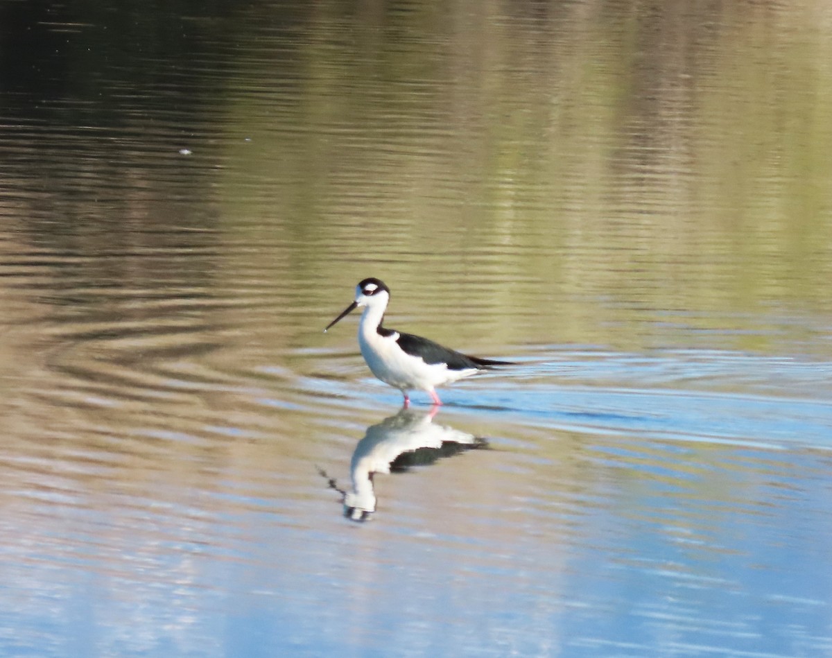 Black-necked Stilt - ML617731791