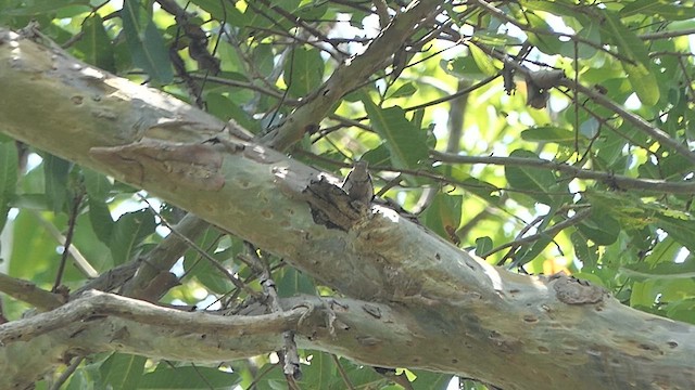 Velvet-fronted Nuthatch - ML617731798