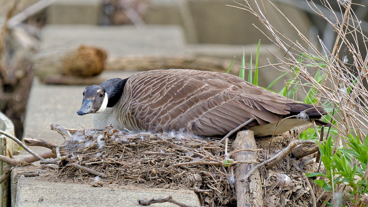 Canada Goose - Craig Becker